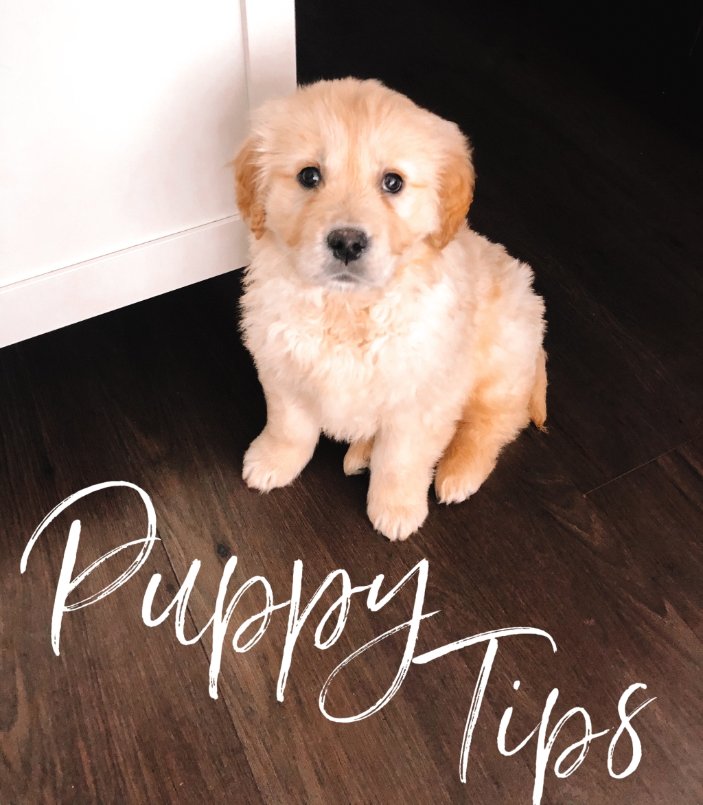 Puppy Tips- I’ve learned recently…